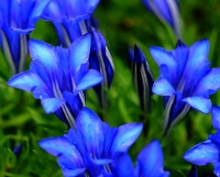 Good sized blue flowers